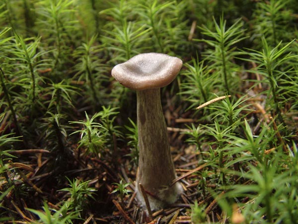 pseudoclitocybe cyathiformis