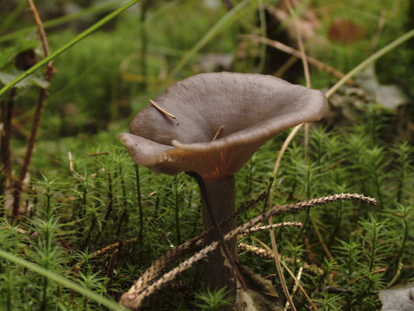 Pseudoclitocybe cyathiformis