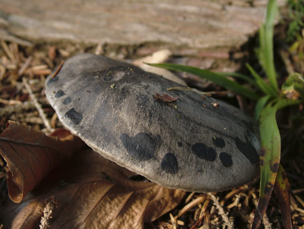hygrophorus marzuolus