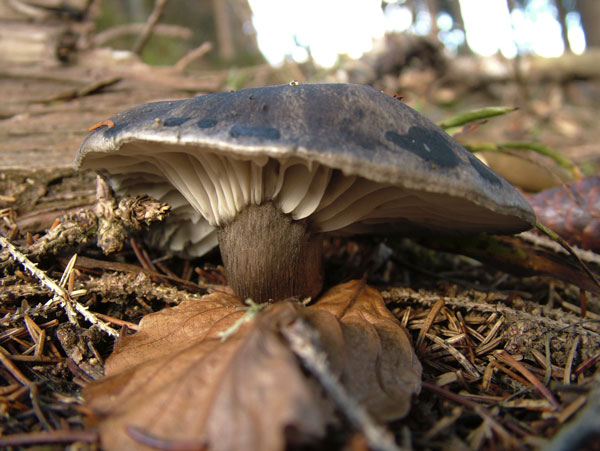 hygrophorus marzuolus