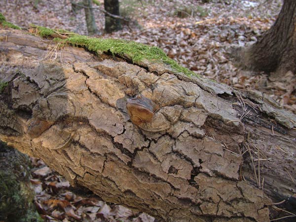 phellinus igniarius f. trivialis
