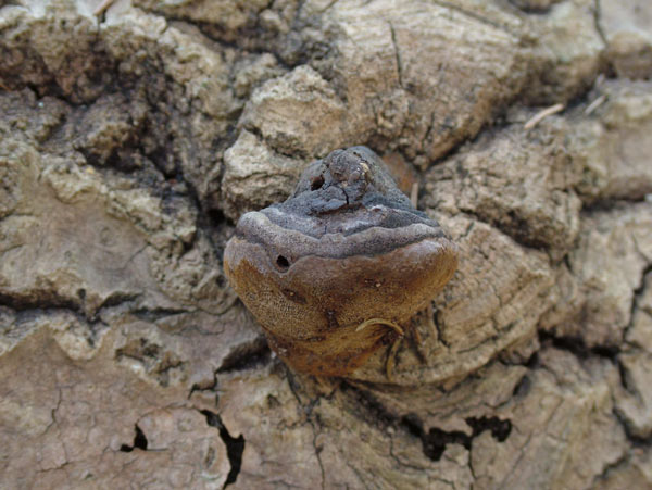 phellinus igniarius f. trivialis