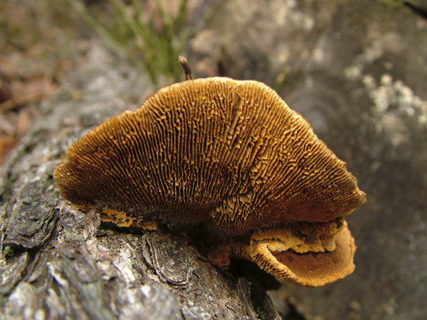 gloeophyllum sepiarium