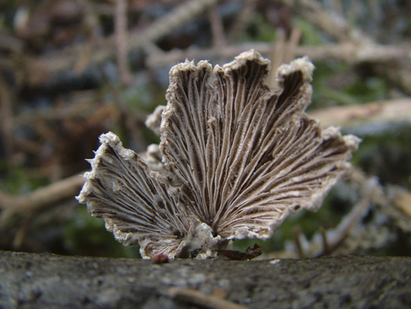 schizophyllum commune