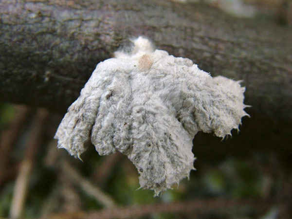 schizophyllum commune