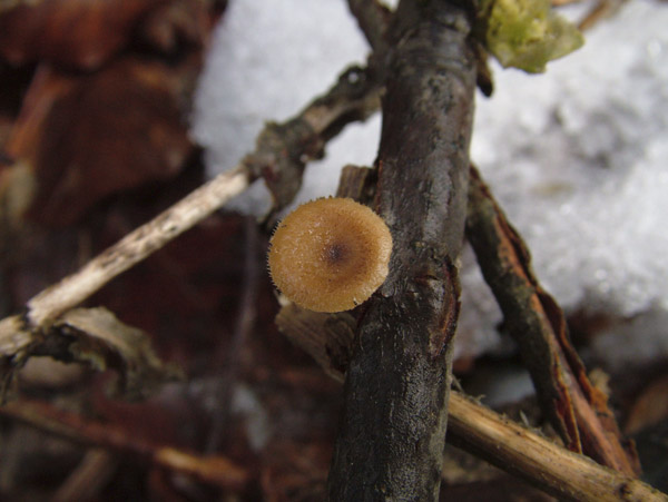 polyporus arcularius