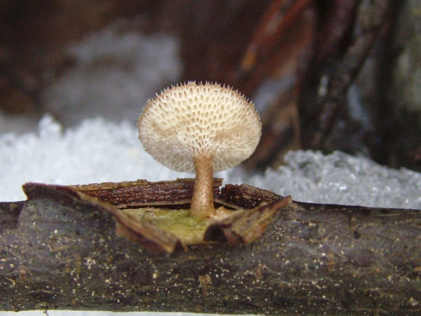 polyporus arcularius