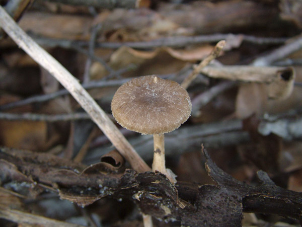 polyporus brumalis