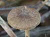 polyporus brumalis