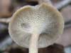 polyporus brumalis