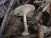 polyporus brumalis