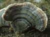 trametes versicolor