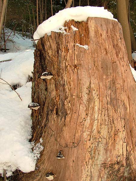 ganoderma lipsiense