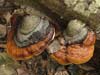 fomitopsis pinicola