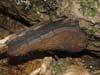 phellinus igniarius f. trivialis