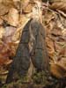 phellinus igniarius f. trivialis