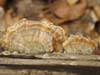 trametes versicolor