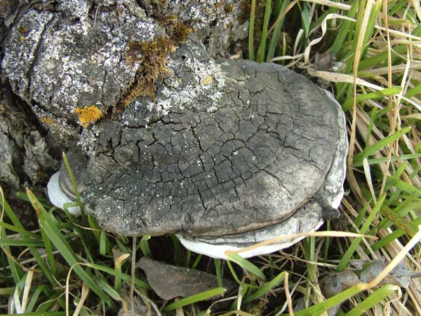 phellinus igniarius f. alni