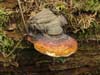 fomitopsis pinicola