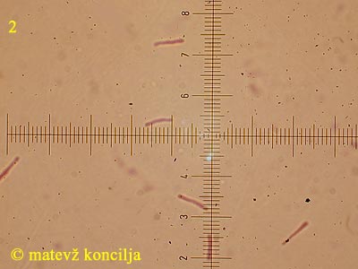 Melasmia acerina - Mikrokonidien