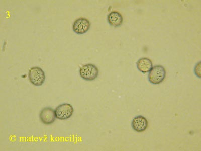 Russula acrifolia - Sporen