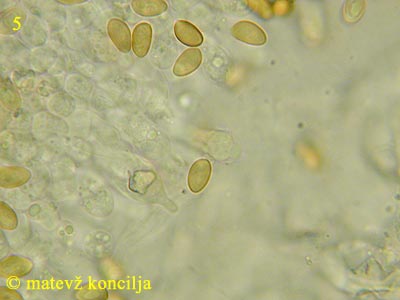 Stropharia aeruginosa - krizocistide