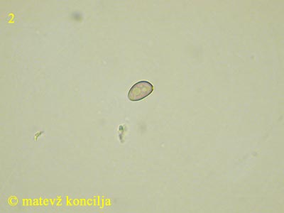 Stropharia aeruginosa - trosi