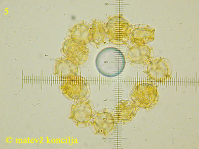 Trichia affinis - trosi