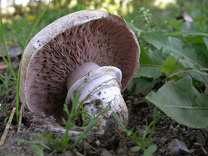 Agaricus bitorquis - Stadtchampignon