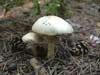 agaricus silvicola