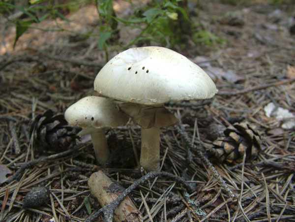 agaricus sylvicola