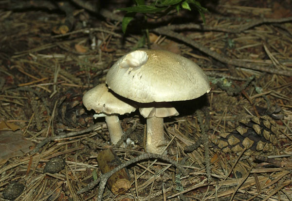 agaricus silvicola