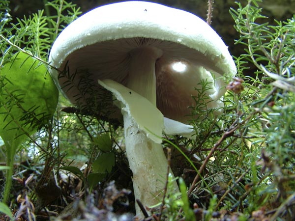 agaricus xanthoderma