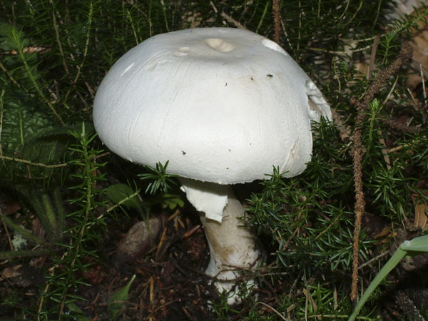 Agaricus xanthoderma