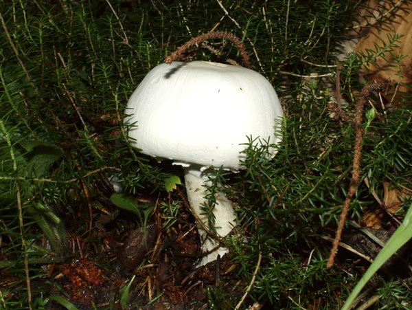 karbolni kukmak