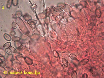 Agrocybe species - pleurocistida