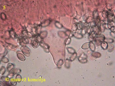 Agrocybe species - pleurocistida