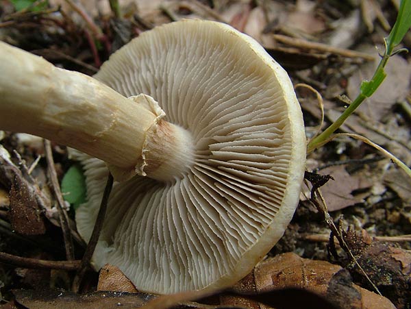 agrocybe dura