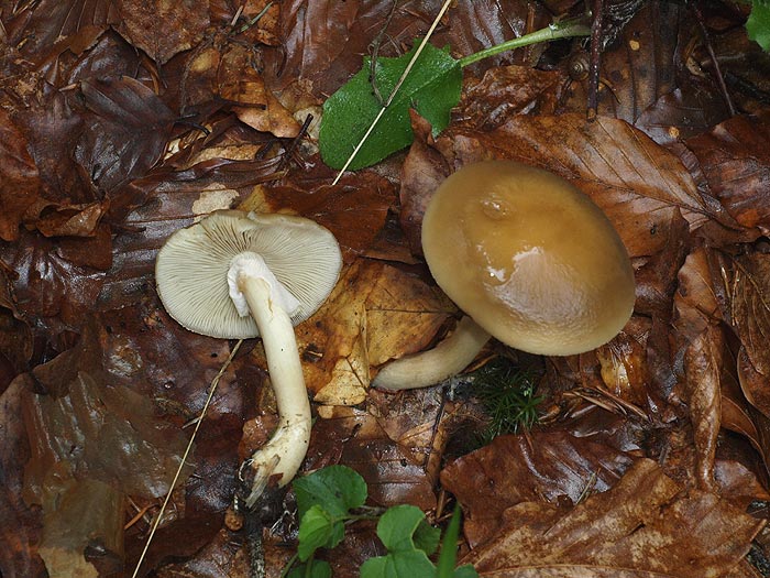 Agrocybe praecox - Voreilender Ackerling