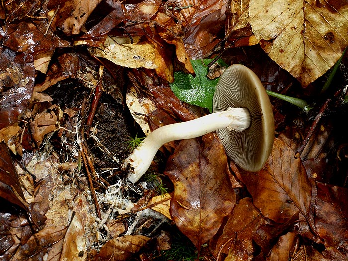 Agrocybe praecox - Voreilender Ackerling