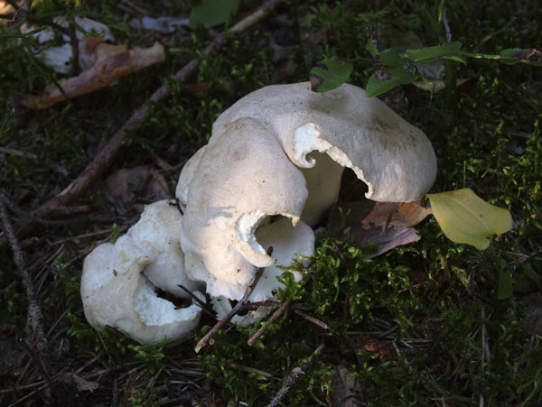 albatrellus ovinus