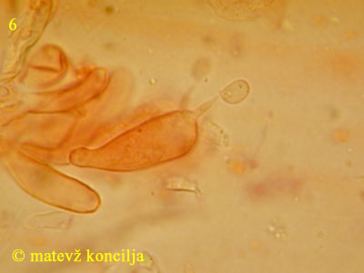 antrodia albida - bazidij