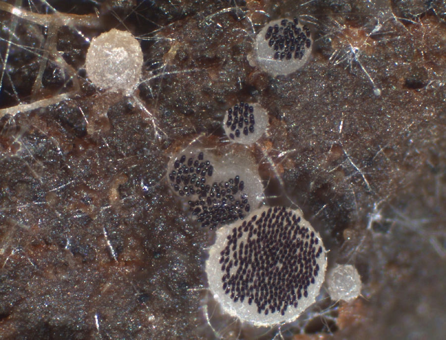Ascobolus sacchariferus