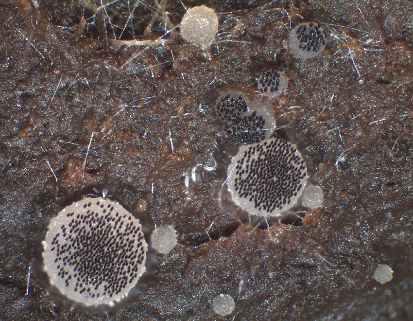 Ascobolus sacchariferus