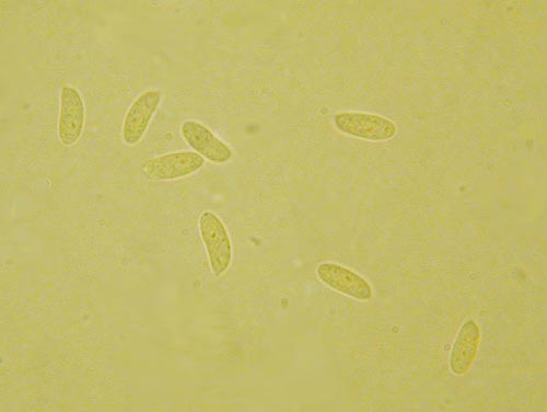 Neofavolus alveolaris - Sporen