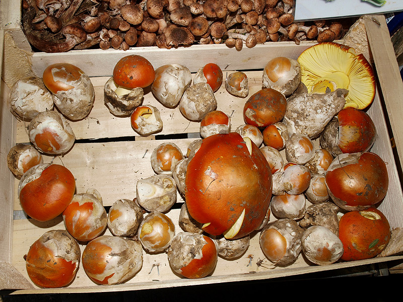 Amanita caesarea