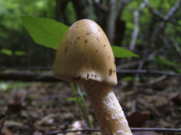 amanita crocea