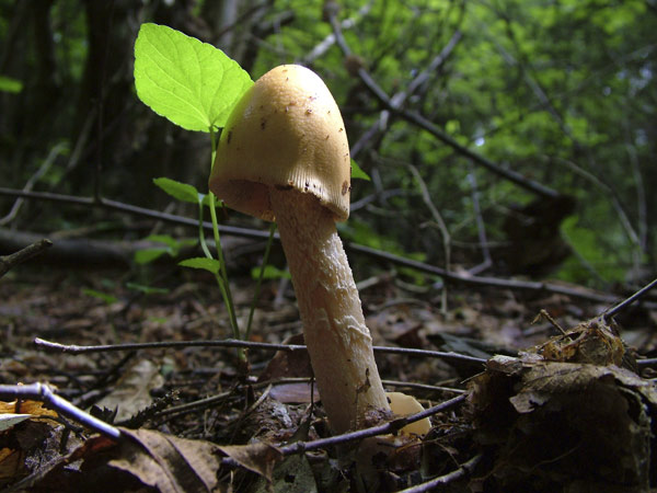 Amanita crocea