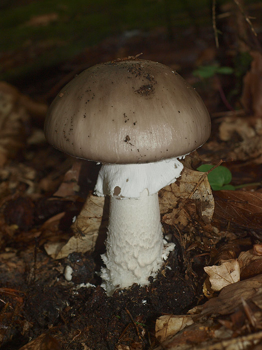 Amanita excelsa