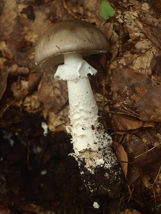 Amanita excelsa